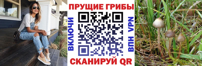 Псилоцибиновые грибы Cubensis  Долинск 